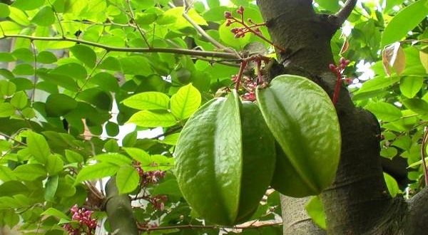 Kimsa giải mã giấc mơ thấy cây khế nên đánh con gì hợp lý?