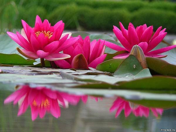 Giải mã giấc mơ thấy bông hoa súng khác