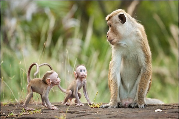 Giải mã giấc mơ thấy khỉ nên đánh con gì?