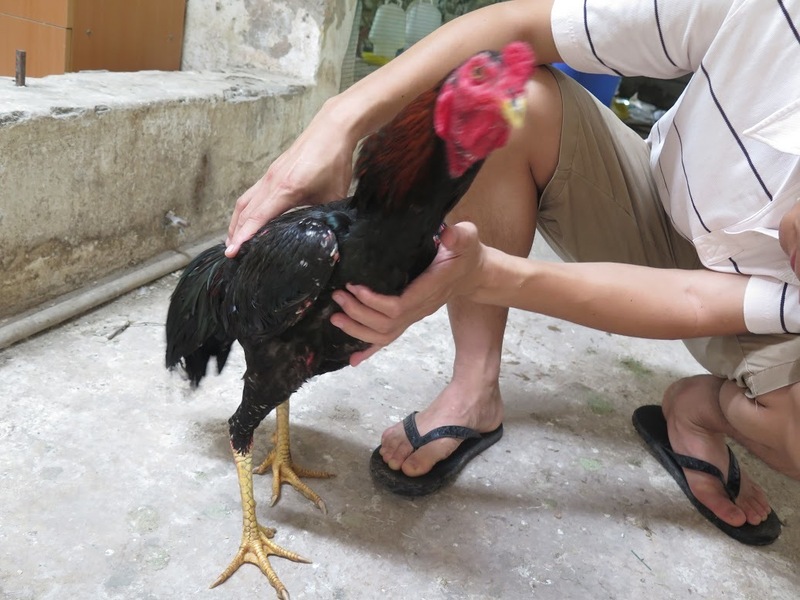 Khi chọn gà giống, chân gà là một trong những đặc điểm được chú ý bậc nhất